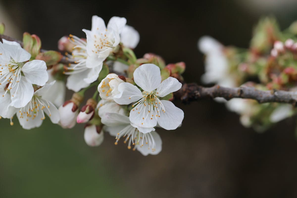 Spring Cleaning for Your Smile: A Seasonal Dental Guide